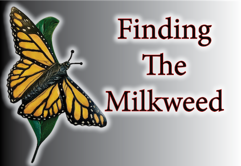Finding The Milkweed